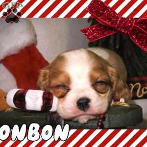 BonBon, Cavalier King Charles Spaniel Puppy